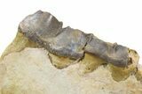 Fossil Titanothere (Megacerops) Jaw - South Dakota #300031-3